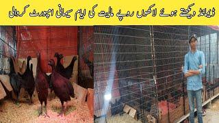 Ayam Cemani Biggest Farm in Karachi ||Damandable Breed in Pakistan ||B4BIRDS