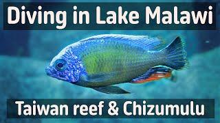 Lake Malawi Taiwan reef Chizumulu