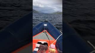 Dolphins playing in Loch Linnhe