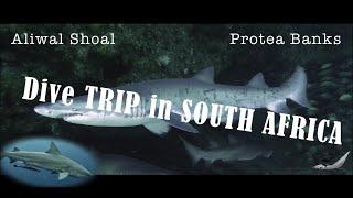 Dive trip in South Africa - Aliwal Shoal (Umkomaas) & Protea Banks (Margate) - SHARKS