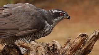 Northern goshawk, Accipiter gentilis