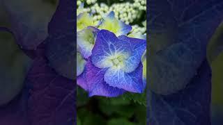 Гортензия Блау Майзэ /Blau Meise , Германия#hortensien #hydrangea #гортензия #германия #дача