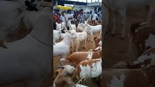 Best Beautiful Bakra #bakraeidmubaraksong #bakraeid2024 #bakraeidspecial #goat #trending #shorts