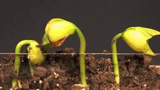 Lima Bean Time Lapse