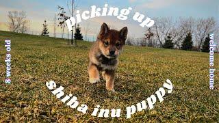 picking up puppy SHIBA INU VLOG | 8 weeks old