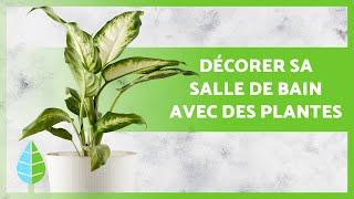 10 PLANTES D'INTÉRIEUR pour SALLE DE BAIN  (Noms et Soins)