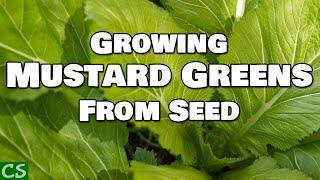 How to Grow Mustard Greens From Seed