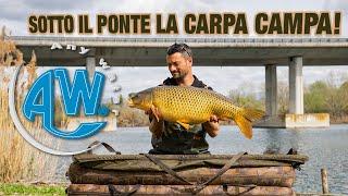 Sotto il ponte la carpa campa! - Carpfishing al Bridge's Lake