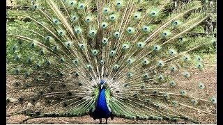 Pavão abrindo o Leque (câmera Lenta) Pavão indiano, Peacock, Peafawl