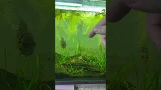 Highly AGGRESSIVE Pet FISH ATTACKS OWNER! #shorts