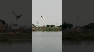 Kabootar Tobbe Te Digde Firrde ️ 2pm-Grmi 43️ #shorts #pigeon #kabutar #kabootarbazi #punjab