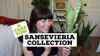 SANSEVIERIA COLLECTION & CARE TIPS! | Snake Plant Care Tips