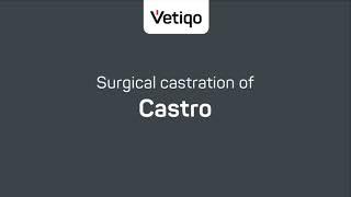 Surgical castration of Castro