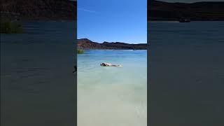 Happy Dog Fetching Stick & Swimming In Lake #goldenretriever #olddog #dogs
