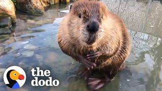 Beaver Who Loves the Bathtub Gets His Very Own Pond | The Dodo