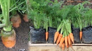 Cara tanam Wortel dari awal sampai panen - tanpa semai - how to grow carrot from start to finish