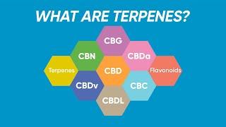 CBD Education: What are Terpenes?