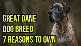 Great Dane Dog Breed, 7 Reasons Why It's Your Best Protector