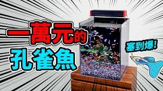 我就有錢，花一萬塊讓孔雀魚爆缸 $10,000 guppy