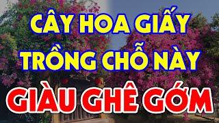 Nên Trồng CÂY HOA GIẤY Ở Chỗ Nào Để THU HÚT TÀI LỘC, Tiền Vàng Ùn Ùn Kéo Vào?