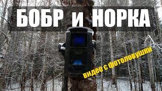 НОРКА и БОБР. УСТАНОВКА ФОТОЛОВУШКИ НА ХАТКЕ БОБРА. Видео с фотоловушки HC-550A.