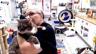 Trusty Brings Debbie to the Cam 09-06-2024 by StripeyD Friends of Felines Rescue Center (FFRC)