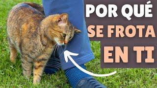 ¿Qué significa cuando un gato SE FROTA EN TI?  ¡Esto puede sorprenderte!