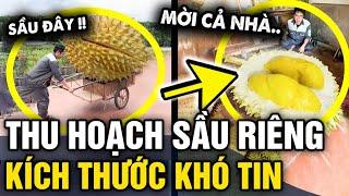 Quay clip thu hoạch SẦU RIÊNG KHỔNG LỒ, chàng trai khiến nhiều người CHOÁNG NGỢP | Tin 3 Phút