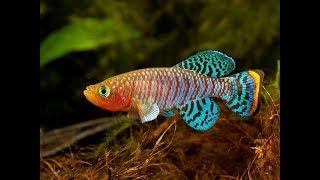 14 Most Colorful Freshwater fish