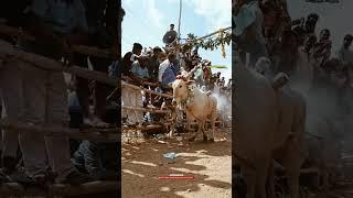 JOLLERPATTI KUMKI..#eruthukattu #jallikattu #manjuvirattu #jallikattu_kaalai