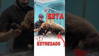 Esto sucede si tardas MUCHO TIEMPO sin llevarlo a la PELUQUERÍA!!! #dogs #pet #viralvideo #shorts