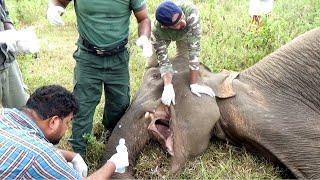 Silent suffering! Relieving the Misery of a Mouth-Injured Elephant through Proper Treatments