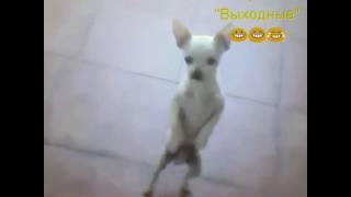 Смешная собака Собака танцует Смешное видео