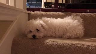 Cutest Bichon Frise Puppy In The World Barking