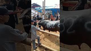 Adu Kerbau Toraja Bolu / Buffalo fight / tedong silaga / ควาย ຄວາຍ  भैंस की लड़ाई chọi trâu 水牛大战