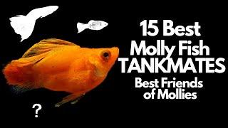 The 15 Best Molly Fish Tankmates 