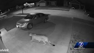 Confirmed mountain lion sighting in Lancaster County caught on video