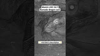 What Does A Komodo Dragon Do After Dark 