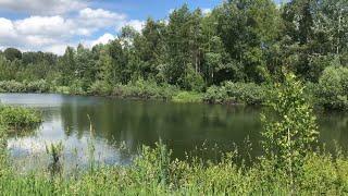 Пригород Новосибирска. Природа, лес озеро птицы. Новосибирская область. Russia Novosibirsk nature.