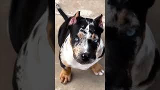 American Bully XL - The STRONGEST dog on Earth! #shortsvideo