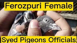 Ferozpuri Female Pure Blood line  || Syed Pigeons Officials