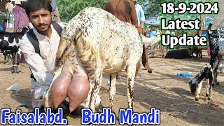 Today Latest Update Faisalabad Bakra Mandi || September 18, 2024