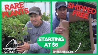 Rare Fruits & Vegetable Starts Only $6+ per plant DELIVERED!