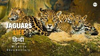 Jaguars - हिन्दी डॉक्यूमेंट्री | Wildlife documentary in Hindi