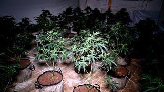 Cannabis factory dismantled in Kingsley, Northampton.