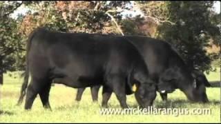 McKellar Angus Ranch: Superior, Texas-Raised Angus Cattle