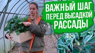 Закаливание рассады. Рассада перед высадкой в грунт. Закалка рассады томатов и перцев.