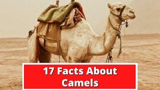 17 Facts About Camels | Global Facts