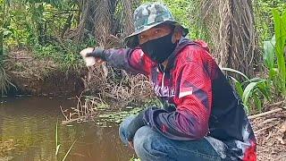 MAHA AGUNG KUASA TUHAN....!  Sungai tersembunyi ini , sarang sepat Siam ukuran tidak LAZIM .