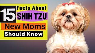 15 Important Facts About SHIH TZU all New & Prospective Moms Should Now!